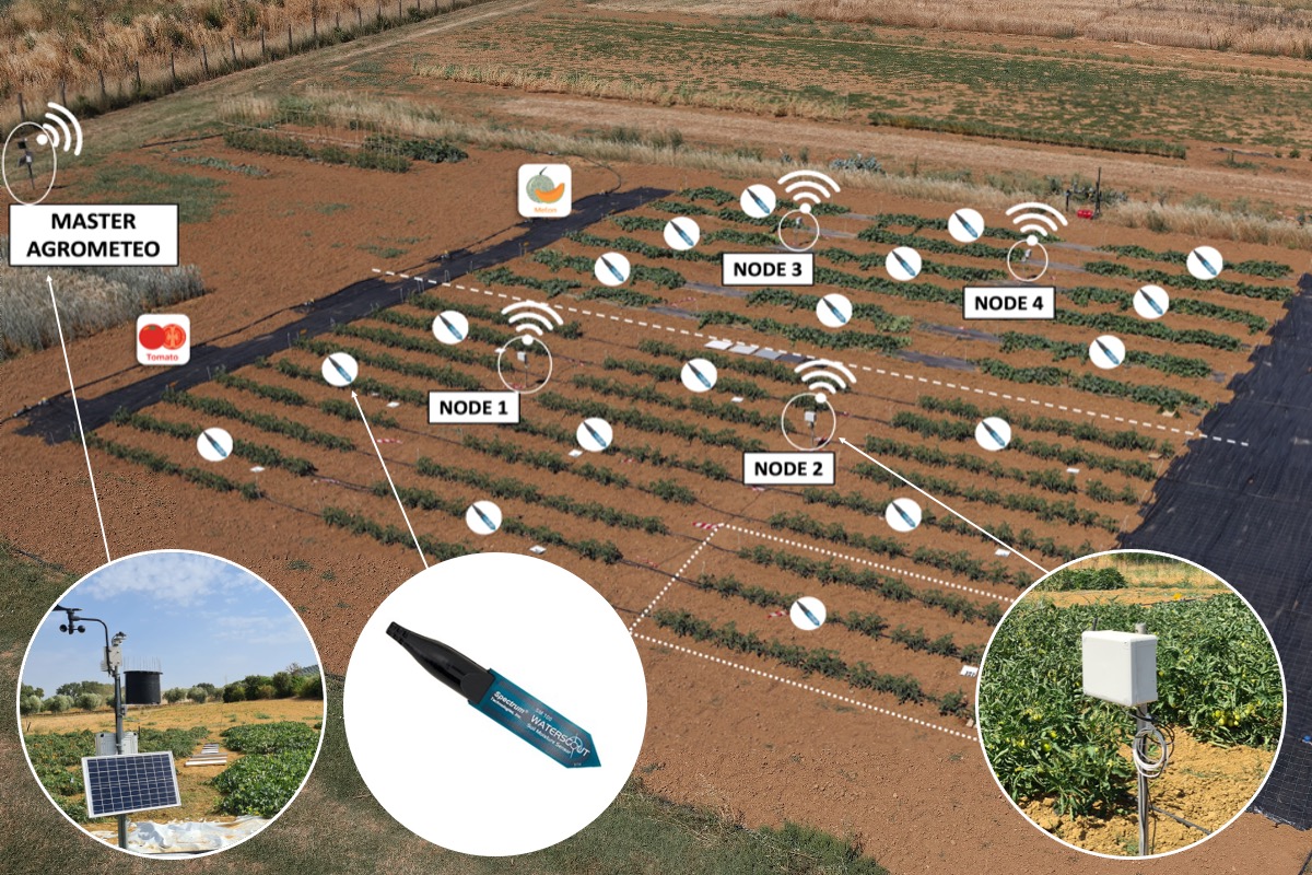 Schema del sistema AgroWSN nel campo sperimentale in Toscana. In dettaglio, centralina meteo, sensore interrato e centralina wireless